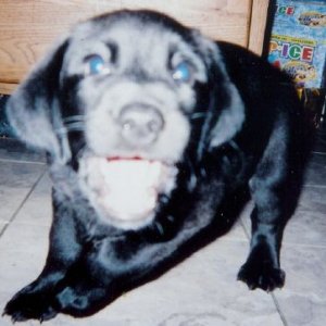 scan0001.jpg