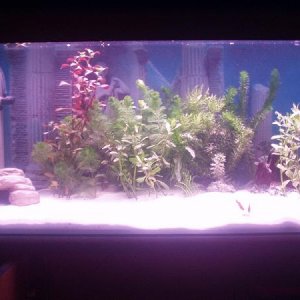 Fish_Tank_Pics_010.jpg