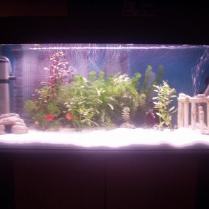 Fish_Tank_Pics_011.jpg