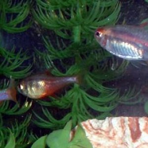 3_fish.JPG