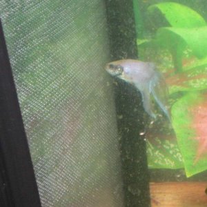 Andwer__s_new_bettas_041.jpg