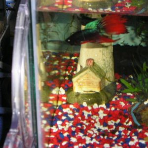 Andwer__s_new_bettas_046.jpg