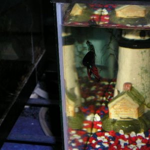 Andwer__s_new_bettas_047.jpg