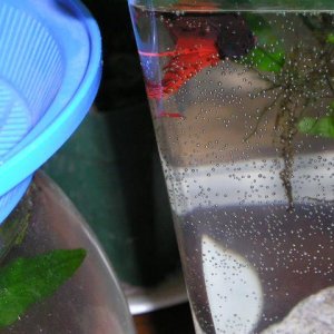 Andwer__s_fish_1_005.jpg