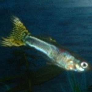 Guppy.JPG