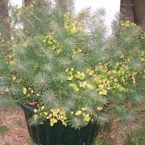 Moms_poisonous_plants_004.jpg