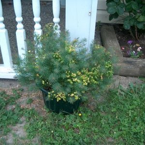 Moms_poisonous_plants_005.jpg