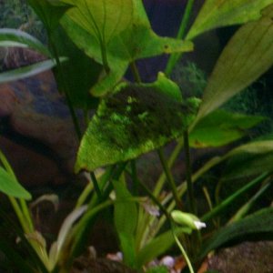 fishtank_foliage_002.jpg