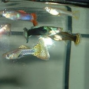 Lots_of_Guppies2.JPG