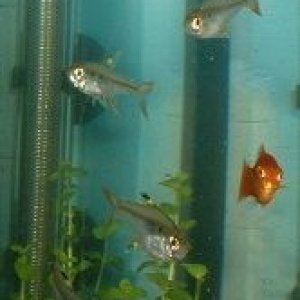 Tetras.JPG