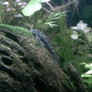 plec1.jpg