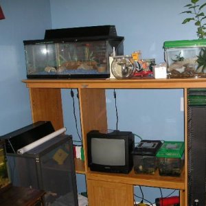Andwer__s_fish_1_020__2_.jpg