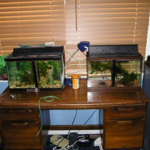 Andwer__s_fish_1_018.jpg