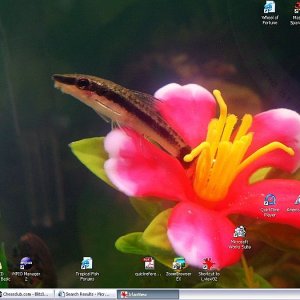 zzzSCREEN3.jpg