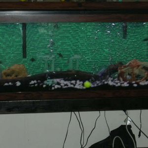 fish_tank_alone.JPG