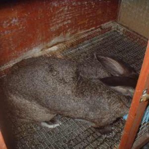 whole_flemish_giant.jpg