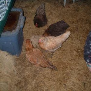 other_chickens.jpg