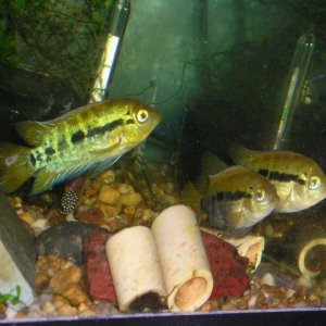 Andwer__s_fish_1_029.jpg