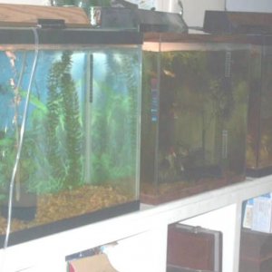 fishroom_002.jpg