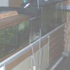 fishroom_006.jpg