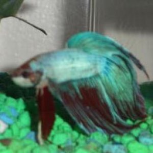 Betta1.JPG