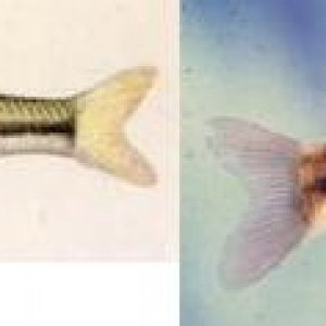 common_minnows.JPG