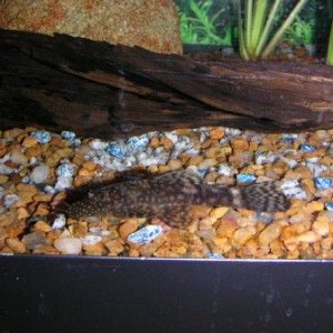 Fish_Pics_04_005.jpg