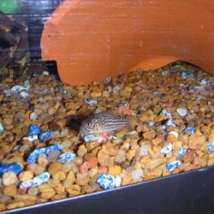 Fish_Pics_04_006.jpg