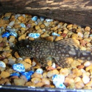 Fish_Pics_04_023.jpg
