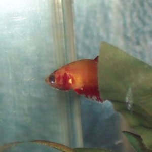 FemaleBetta2.jpg