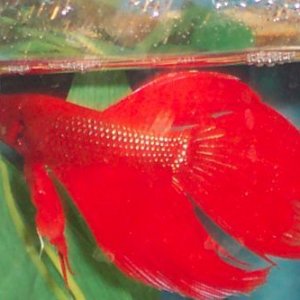 RedBetta.jpg