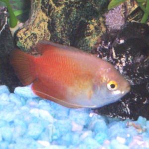 gourami.jpg