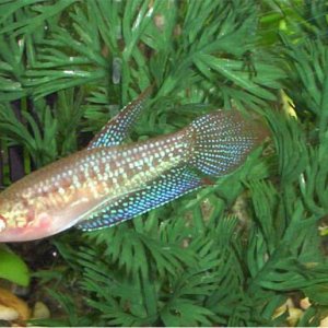 croaker4.jpg