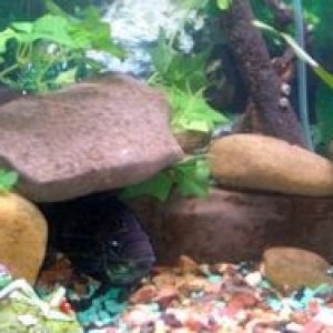 75gal4.jpg