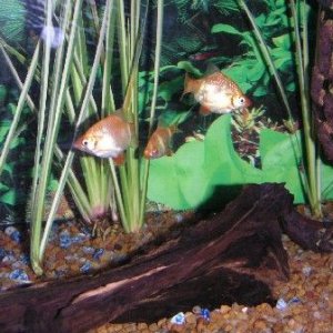 Fish_Pics_04_053.jpg