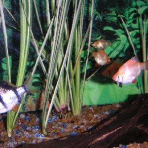 Fish_Pics_04_046.jpg
