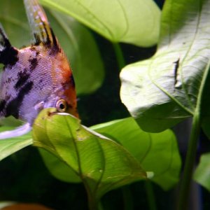angelfish2.JPG