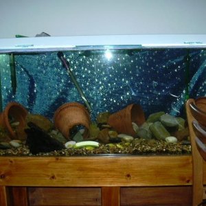 AquariaJuly.jpg