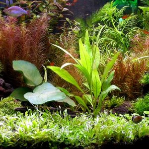 Tank_Redone_7_3_04_Day_1.jpg
