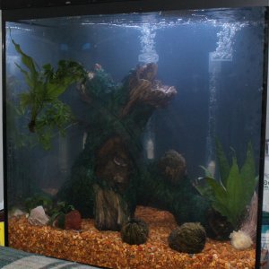 current tank.JPG