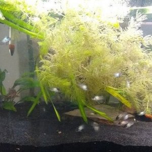 EBA Brood  1.jpg