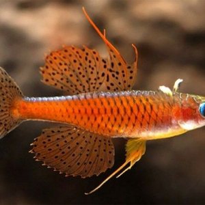 Psuedomugils luminatus.jpg