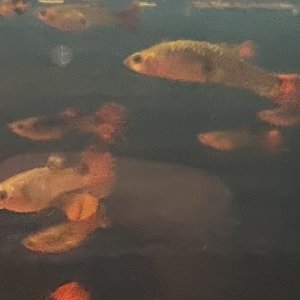 C1862F94-5832-4336-8290-19D280DB66C0.jpeg