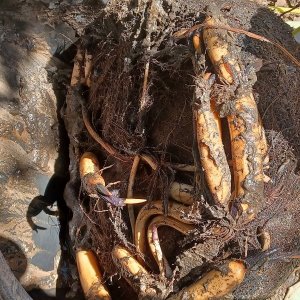 Lotus_roots_sm.jpg
