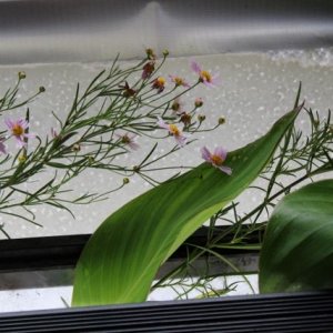 reseus coryop (640x427).jpg