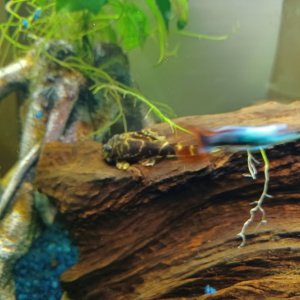 ClownPlecoJuly25.jpg