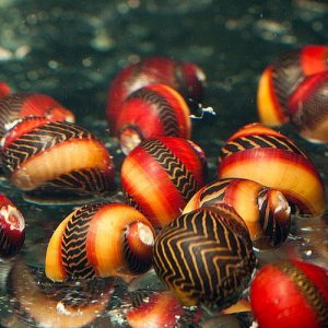 Snail-RedRacer2018vittinawaigiensis.jpg