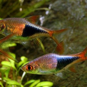Trigonostigma heteromorpha4.jpg