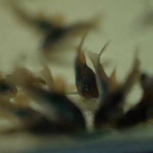 DSCF9496.JPG