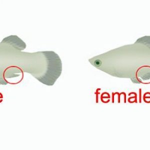 molly-guppy-fin-diagram.jpg